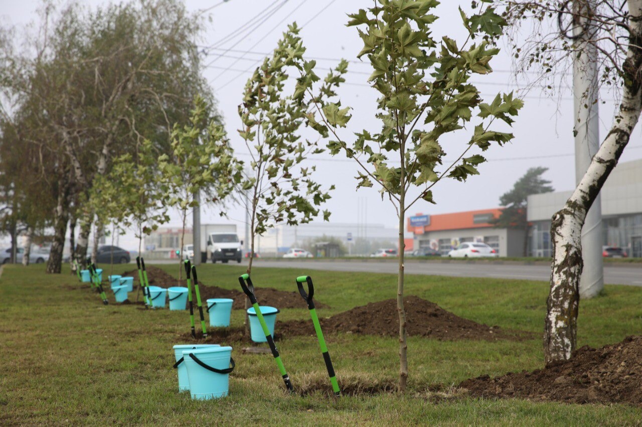 Более 250 молодых деревьев высадили в Ставрополе