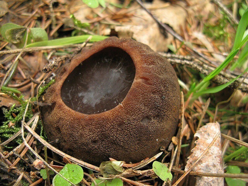 Редкий гриб обнаружили в Волоколамском округе