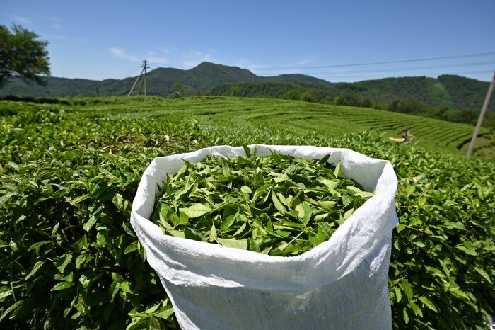 Краснодарский край в 2022г увеличил сбор чайного листа на 15% - до 447 тонн