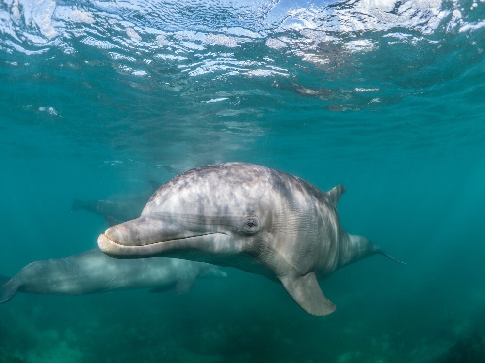 Операция по поиску выпущенных в море дельфинов приостановлена - губернатор Севастополя