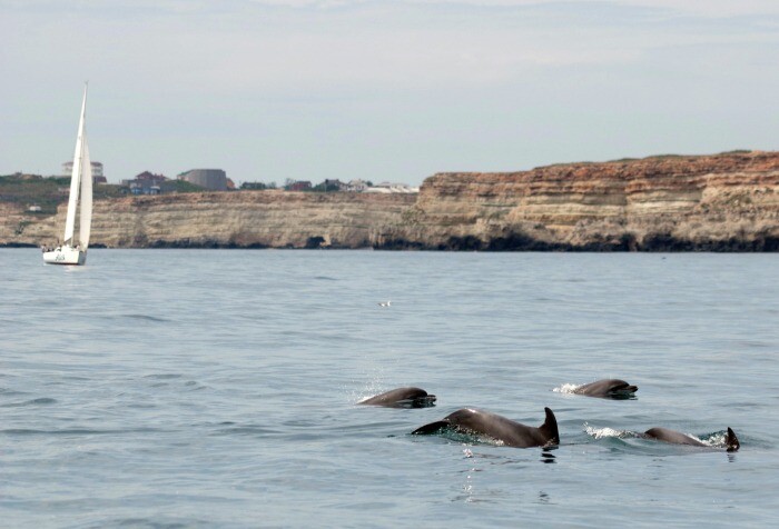 Дрессированных дельфинов, выпущенных в море из дельфинария, спасают в Севастополе