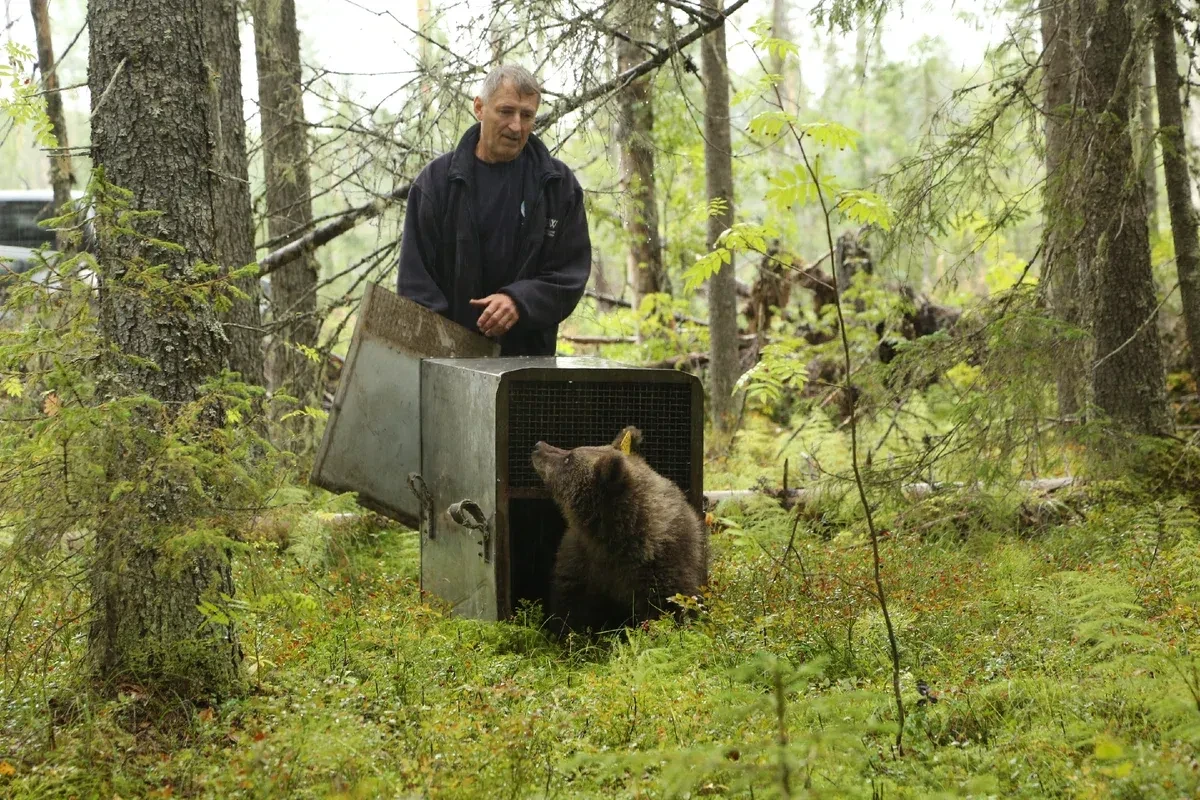Двух спасенных медвежат выпустили тверские зоологи в новгородских лесах