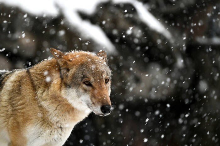 Плату нижегородским охотникам за добычу волка увеличили в семь раз