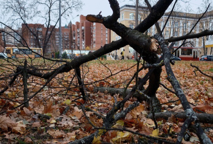 Сильный ветер валил деревья на провода и автомобили в Воронеже
