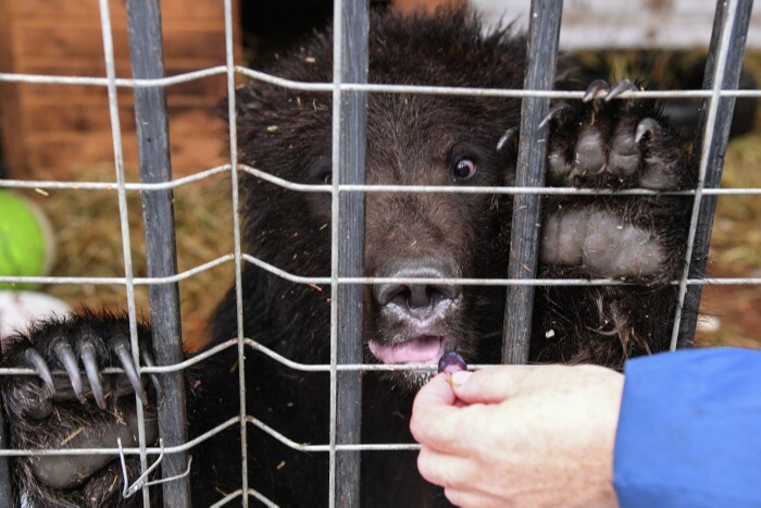 Помощь зоопарку. Медведь в Тульской области.
