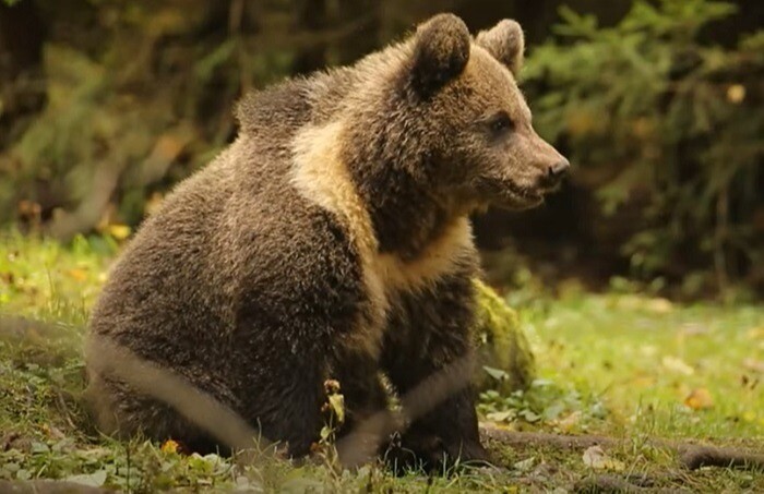 Тверской центр спасения медвежат выпустил в дикую природу 14 воспитанников