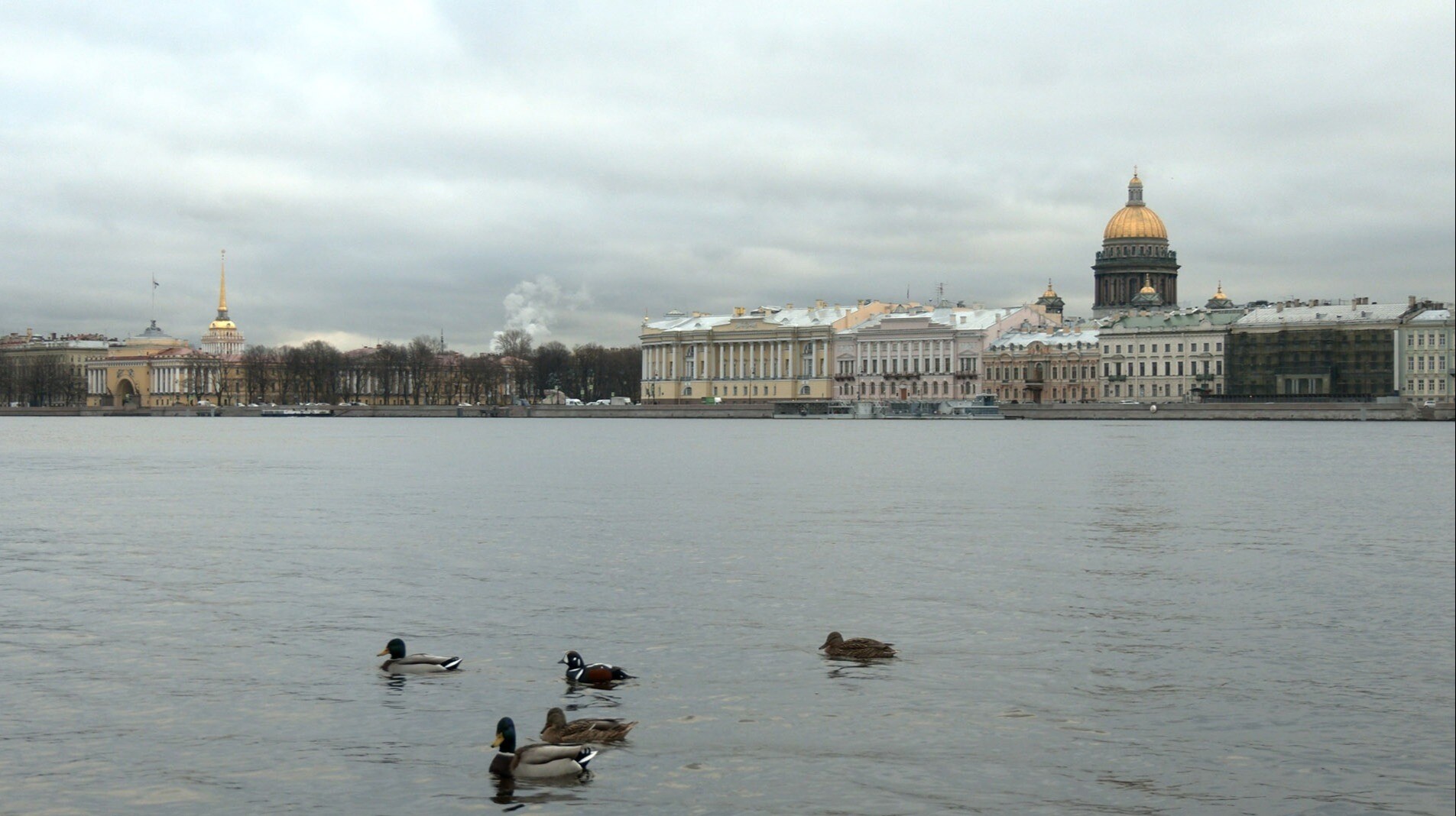 Уникальная для Европы утка-арлекин продолжает возвращаться за утраченной парой в Петербург