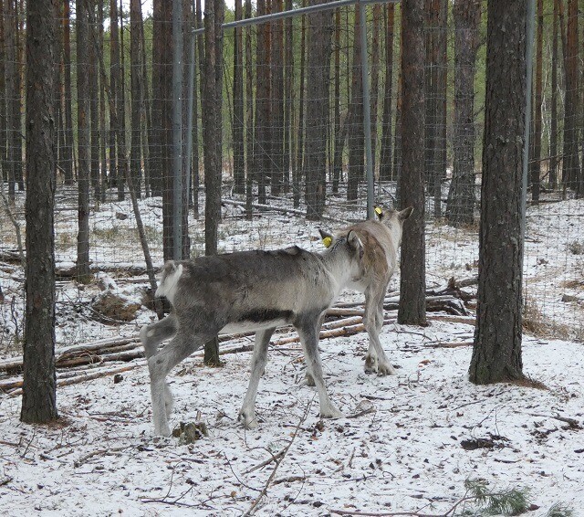Двух молодых северных оленей выпустят в дикую природу в нижегородском заповеднике по программе реинтродукции