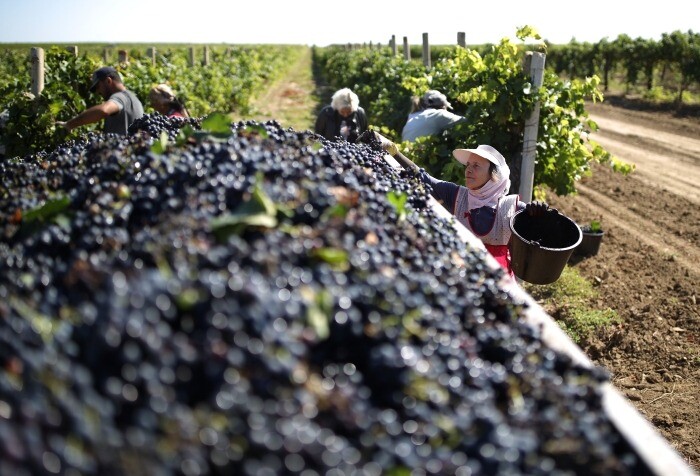 Урожай винограда в Дагестане в 2022г возрос на 13%, до рекордных 269 тыс. т