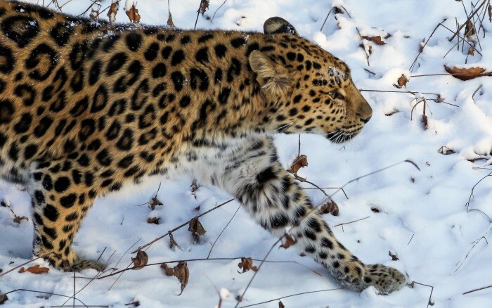 Дальневосточный леопард поставил рекорд, отойдя на 50 км от основных мест обитания в Приморье
