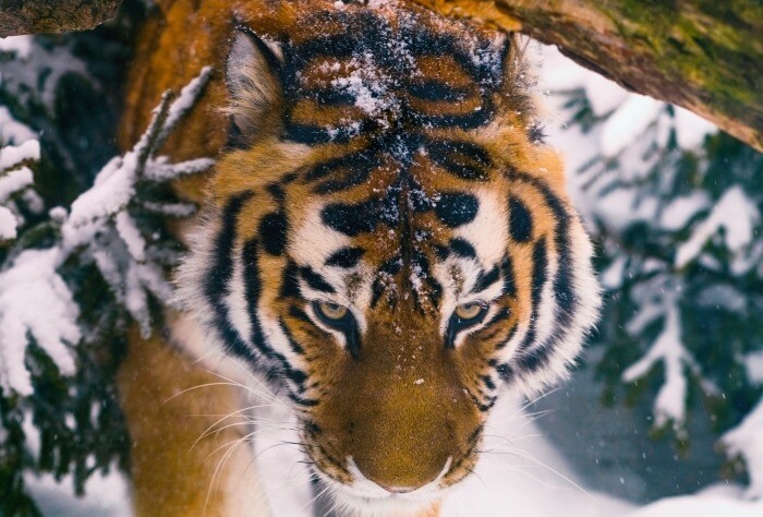 Амурский тигр победил бурого медведя в нешуточном поединке в Хабаровском крае