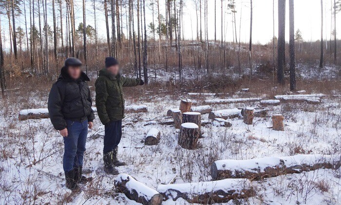 Группа "черных лесорубов" обвиняется в вырубке леса в Приамурье на более чем 13,5 млн рублей