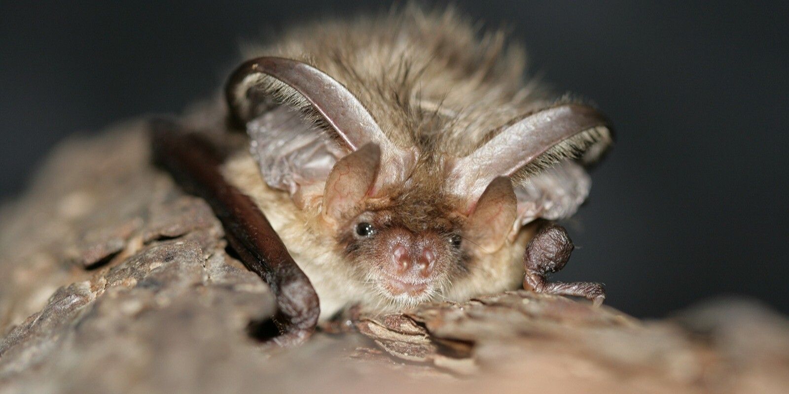 Шаги окрашивания ногтей