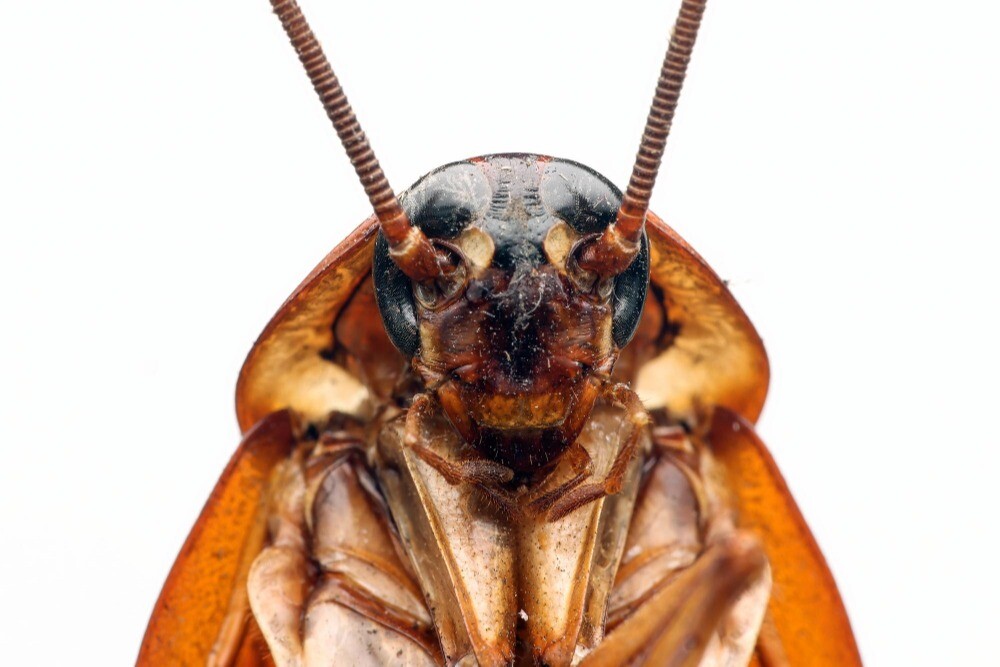 Кормовые белки из насекомых разрабатывают новосибирские ученые