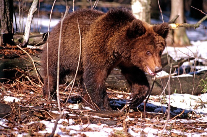 Болезнь могла стать причиной высокой смертности медведей Курильского озера на Камчатке - ученые