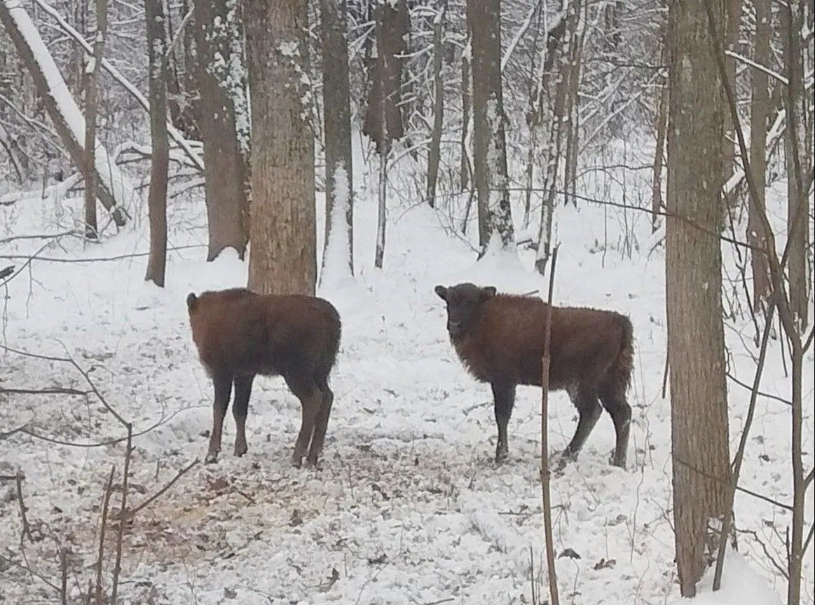 Стадо "краснокнижных" зубров увеличилось в Мордовском заповеднике