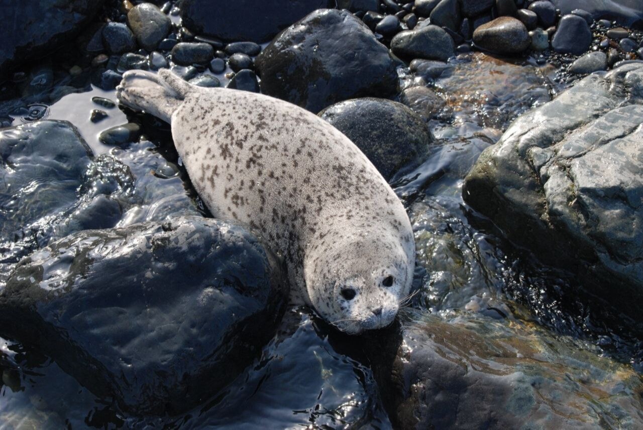 Пятнистые тюлени вернулись в Дальневосточный морской заповедник для рождения потомства