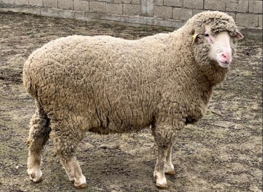 Новую породу овец вывели в Дагестане