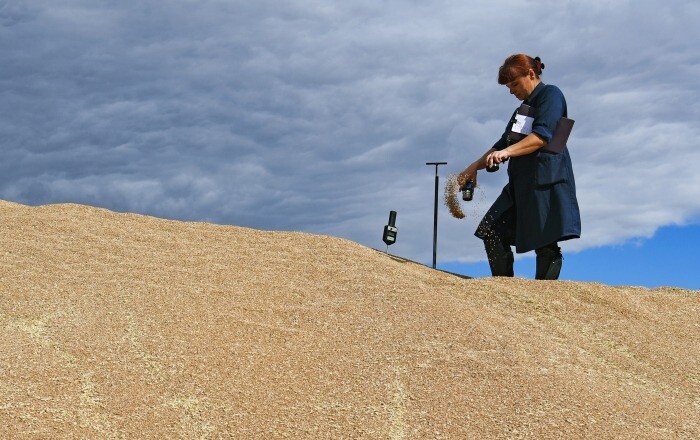 РФ по итогам сельхозгода поставит на экспорт до 50 млн тонн зерна