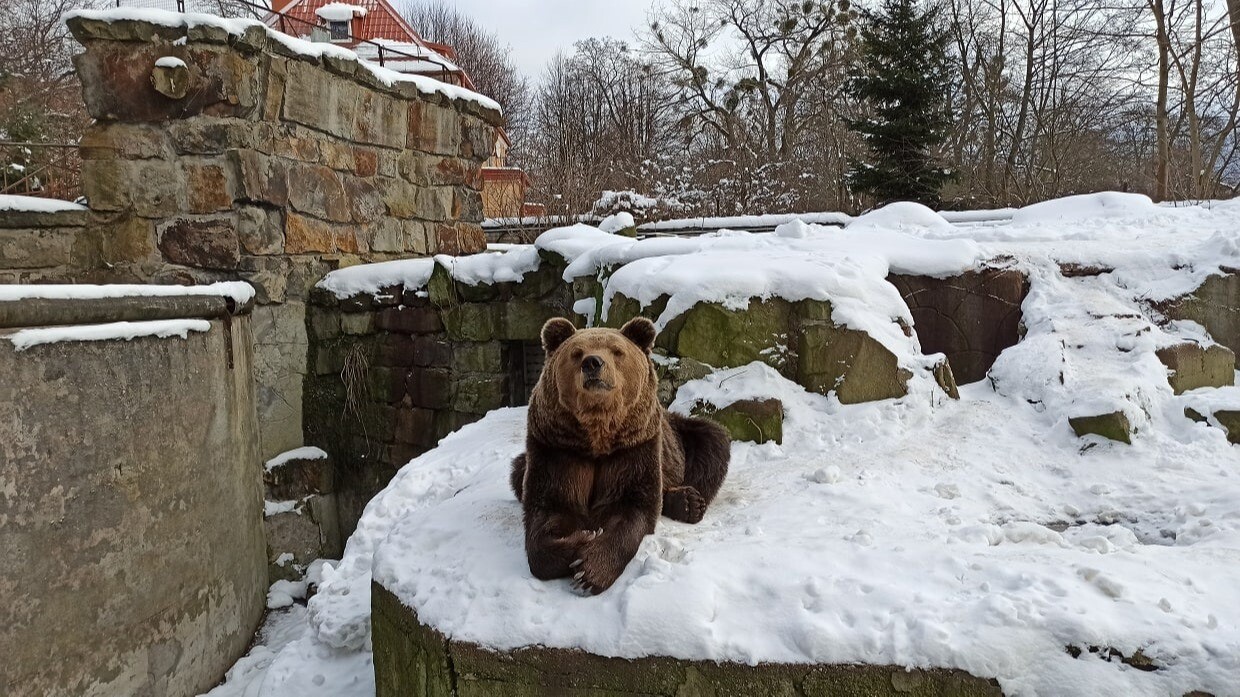 Медведь Фима из зоопарка Калининграда впервые за многие годы залег в спячку, его показательные кормления отменены