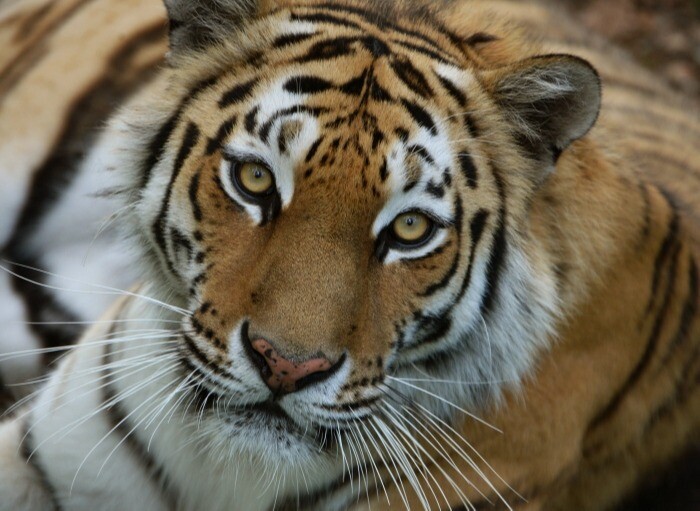 Амурская область стала ареалом обитания тигра