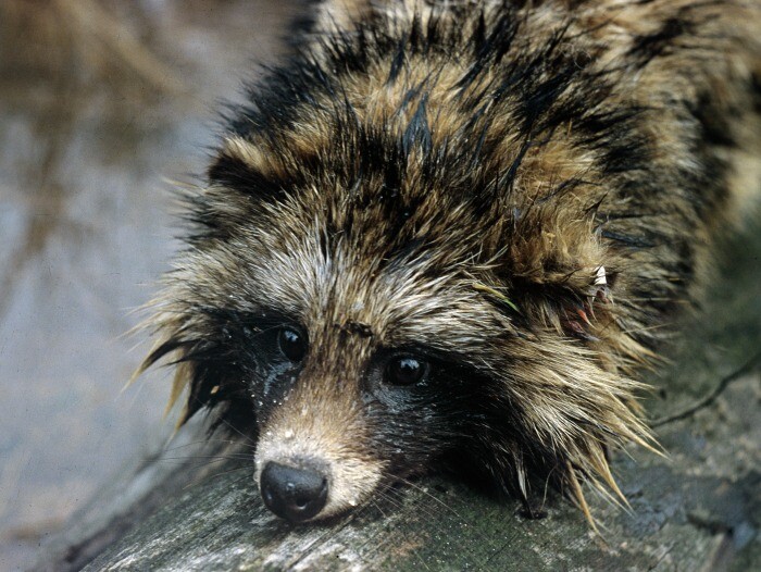 Енотовидная собака Буба впала в зимнюю спячку в Московском зоопарке