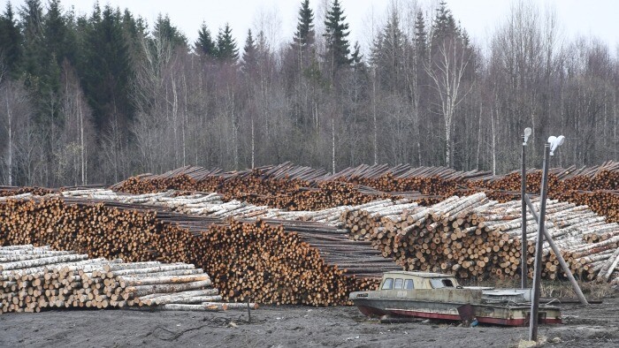 Восьмерых красноярцев будут судить по делу о незаконной вырубке более 41 тыс. деревьев