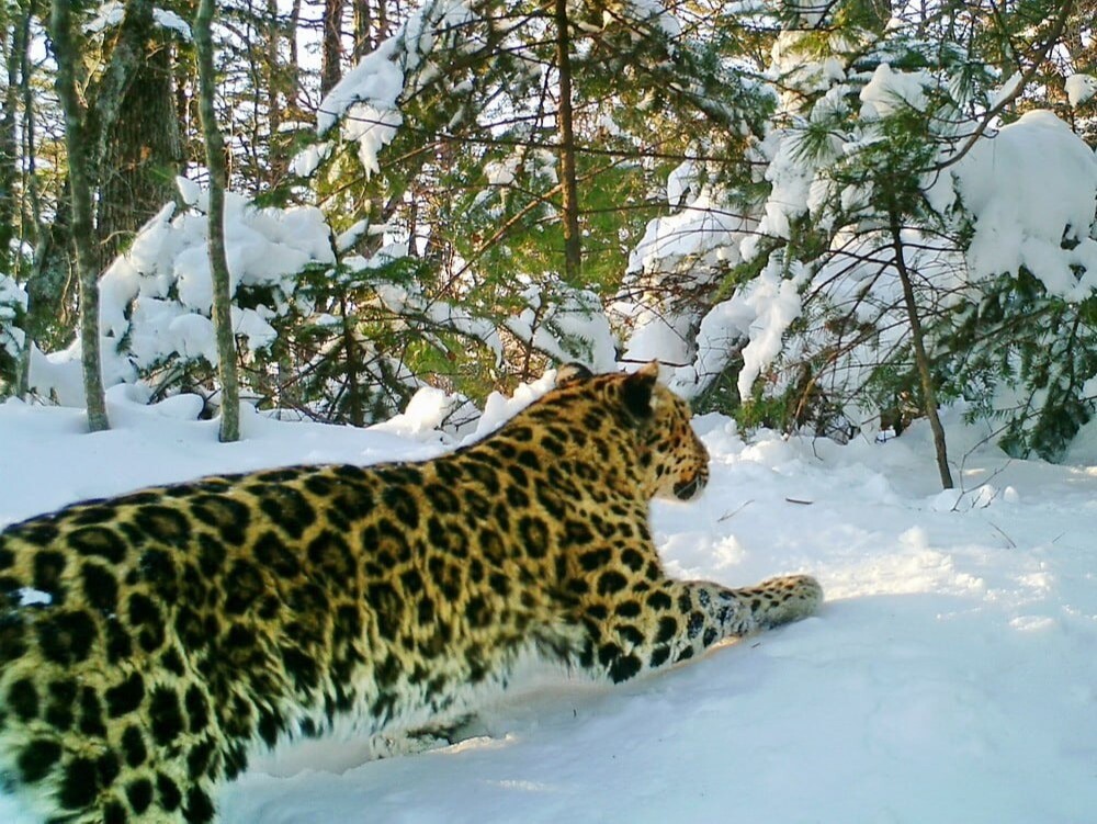 Рекордный снегопад в Приморье может привести к активизации браконьеров в крае, считают эксперты