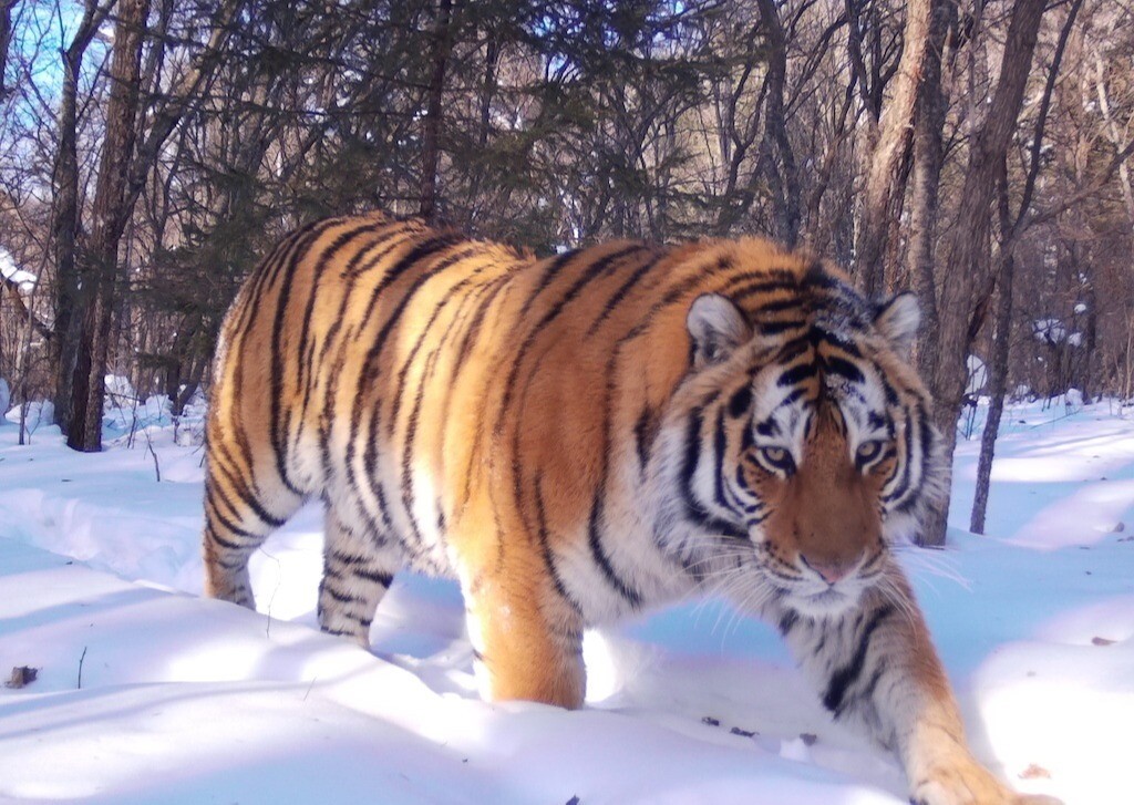 Изучение маршрутов тигрицы Амбы в двух странах поможет отработать процедуру отселения хищников - ученые