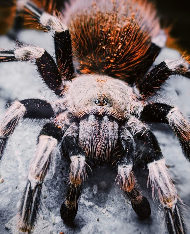 Российские ученые предлагают использовать яд пауков для защиты сельхозрастений