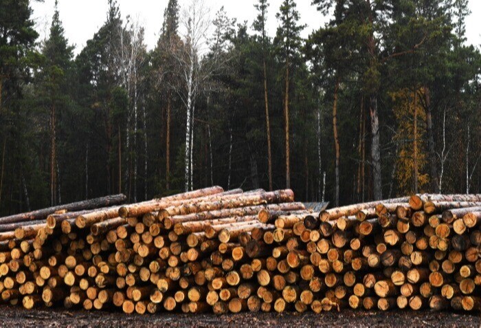 Таможенники предотвратили контрабанду 20 тыс. кубометров лесоматериалов из Сибири в 2022 году