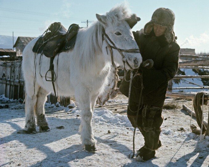 Российские ученые разрабатывают единую базу данных по лошадям якутской породы