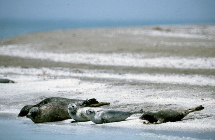 Более 50 погибших краснокнижных тюленей нашли на берегу Каспия в Дагестане
