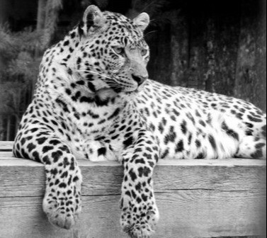 Единственный леопард умер в пермском зоопарке в возрасте 22 лет