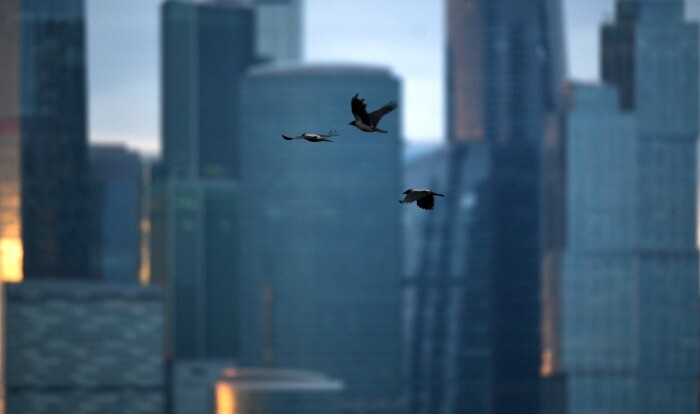 Зоозащитники просят пересмотреть правила по стеклянным фасадам в Москве ради безопасности птиц