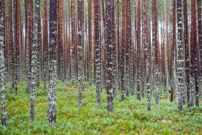 Дистанционный мониторинг в 2023 году охватит половину лесов Поморья