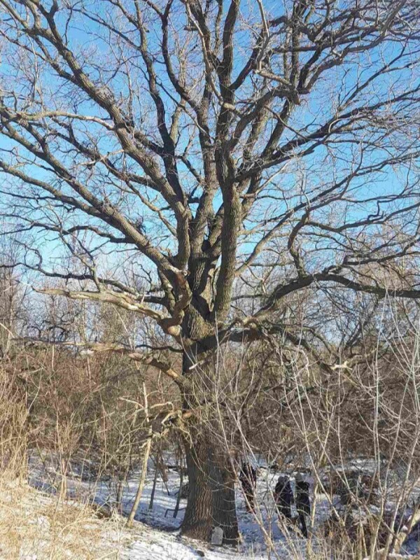 Саратовский 150-летний дуб-великан внесен в реестр старовозрастных деревьев России