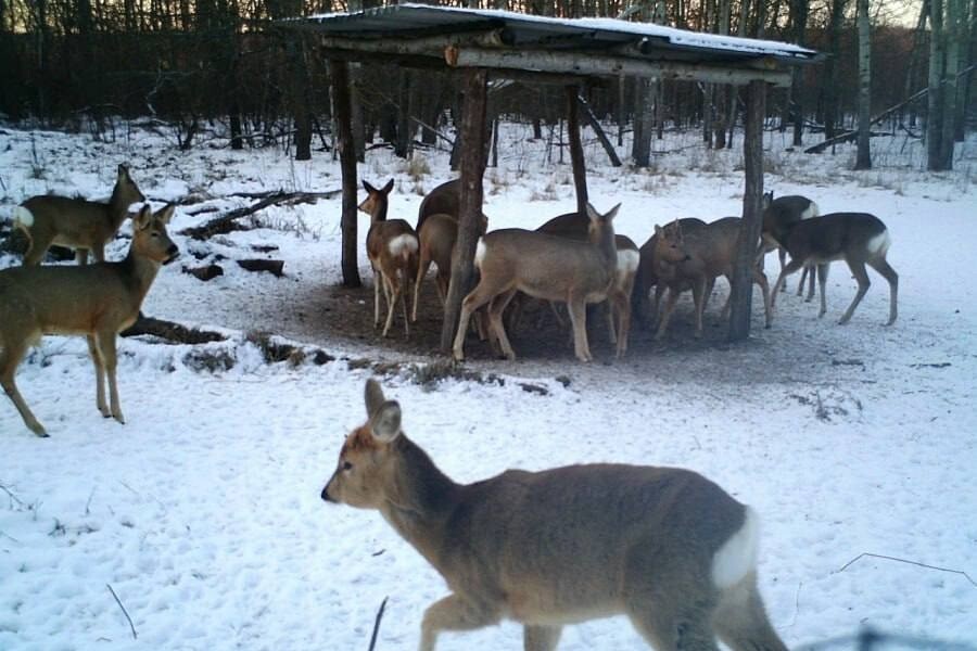 Кормушки с фуражным зерном установили в лесах Волгоградской области для оленей и косуль