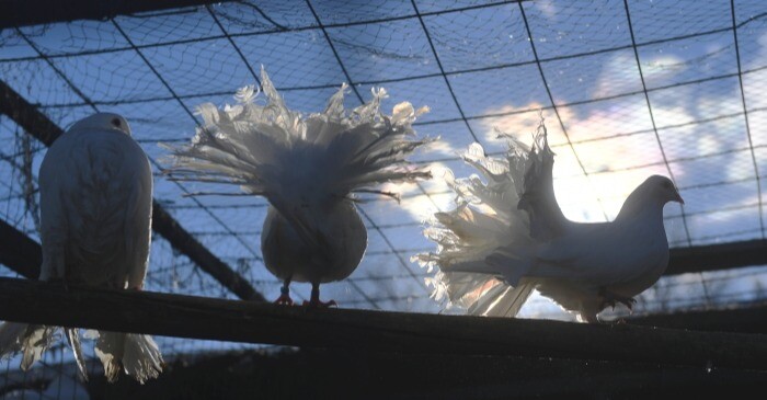 Суд в Оренбуржье обязал хозяйку голубятни не позволять птицам залетать на соседний участок