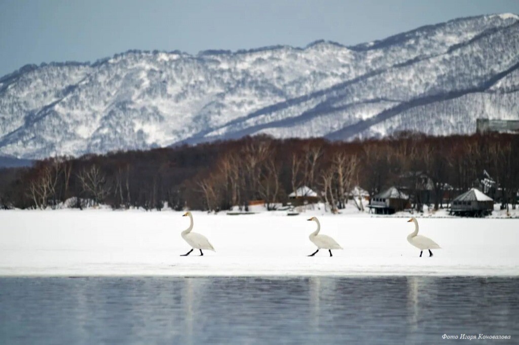 Лебеди прилетели зимовать на не замерзающее из-за ТЭЦ озеро в столице Камчатки