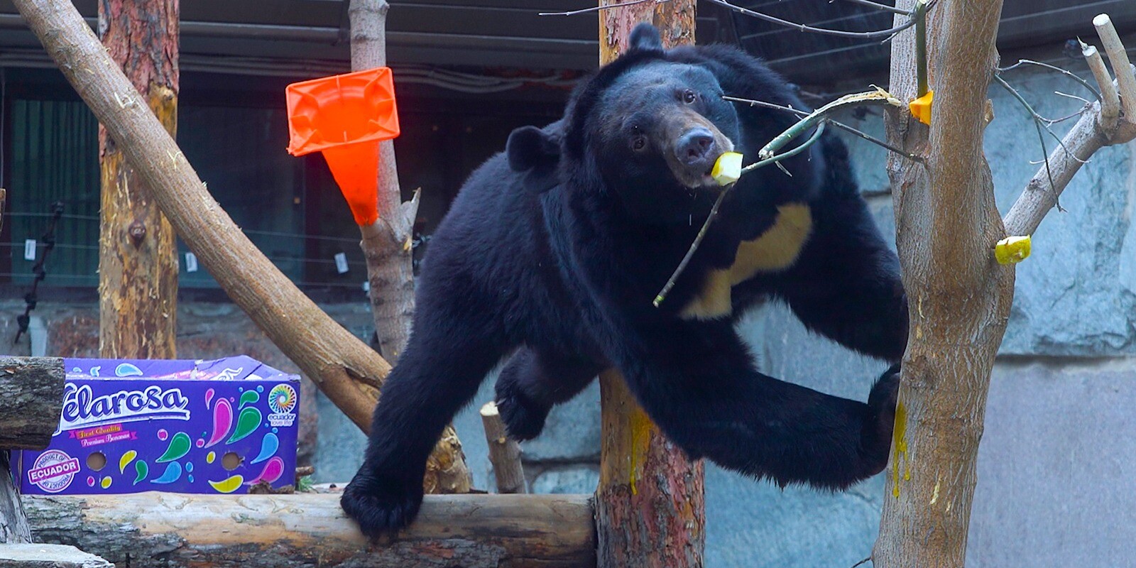 Трех гималайских медведей приютил Московский зоопарк