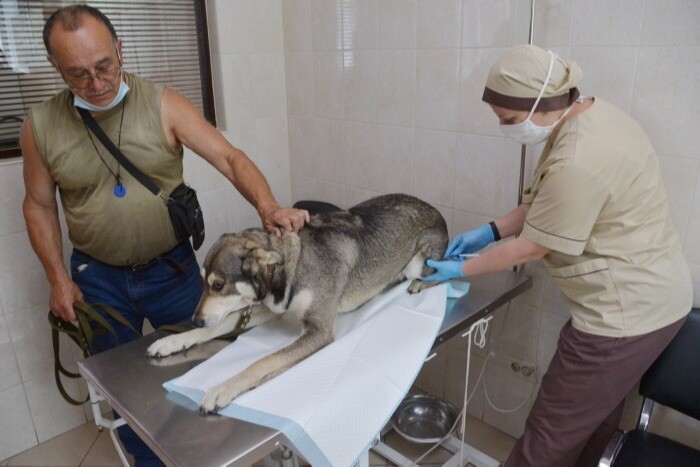 Около 100 тыс. собак планируют бесплатно вакцинировать от бешенства в Петербурге в 2023 году
