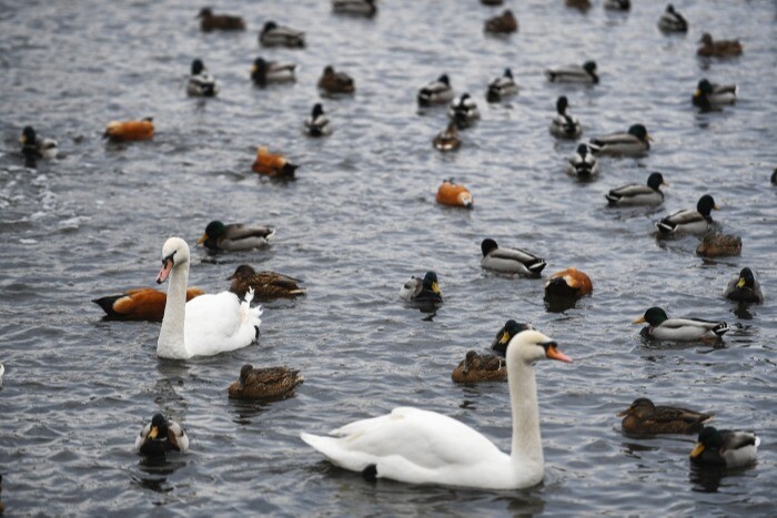 Более 5 тыс. водоплавающих птиц остались на зимовку на природных территориях Москвы