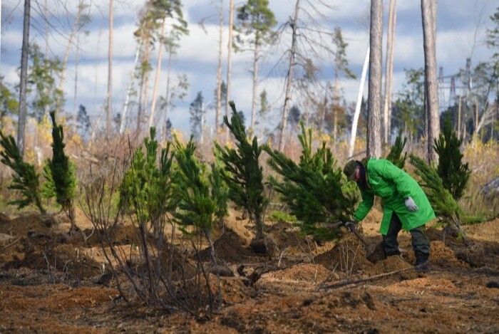 Рослесхоз: больше 100 млн деревьев высажено волонтерами в 2022 году