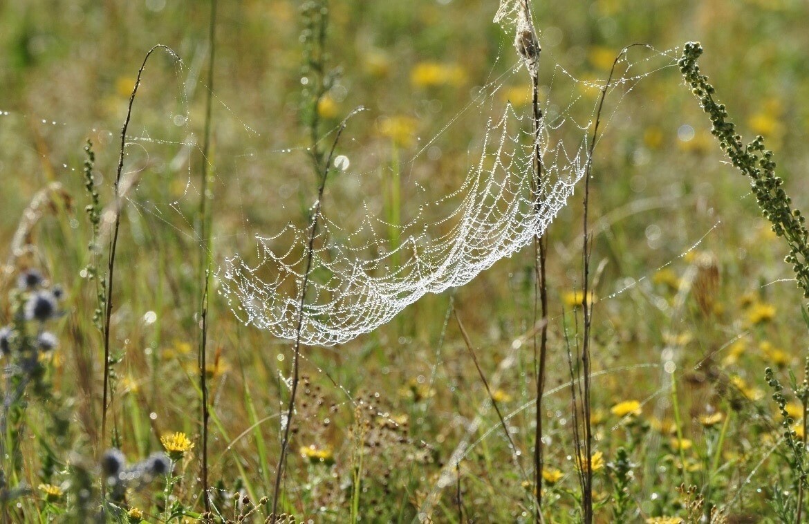 Новый вид пауков обнаружили в оренбургском заповеднике