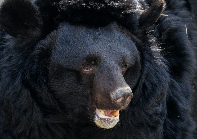 Прокуратура в Приамурье не согласилась с прекращением дела об инциденте с цирковым медведем