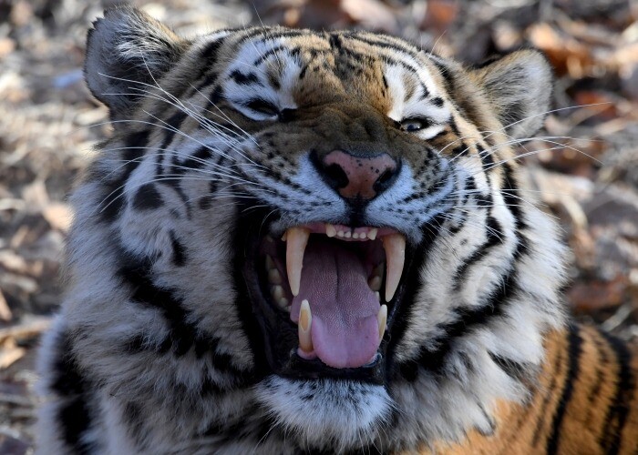 Более 200 конфликтов с амурским тигром зафиксировано в 2022 году в Приморье