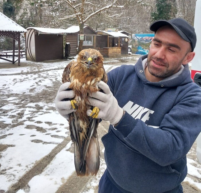 Раненую из-за непогоды хищную птицу спасли дорожники в Сочи