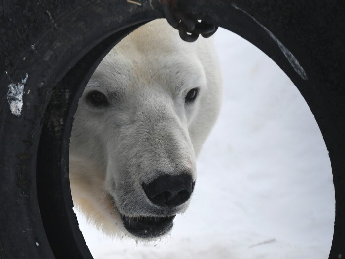 Белый медвежонок забрел в вахтовый поселок на Ямале