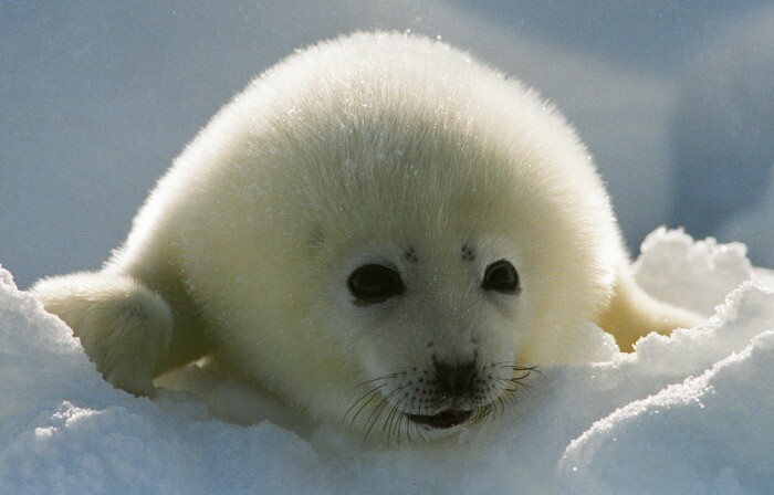 Авиаучет гренландских тюленей начался в акватории Белого моря